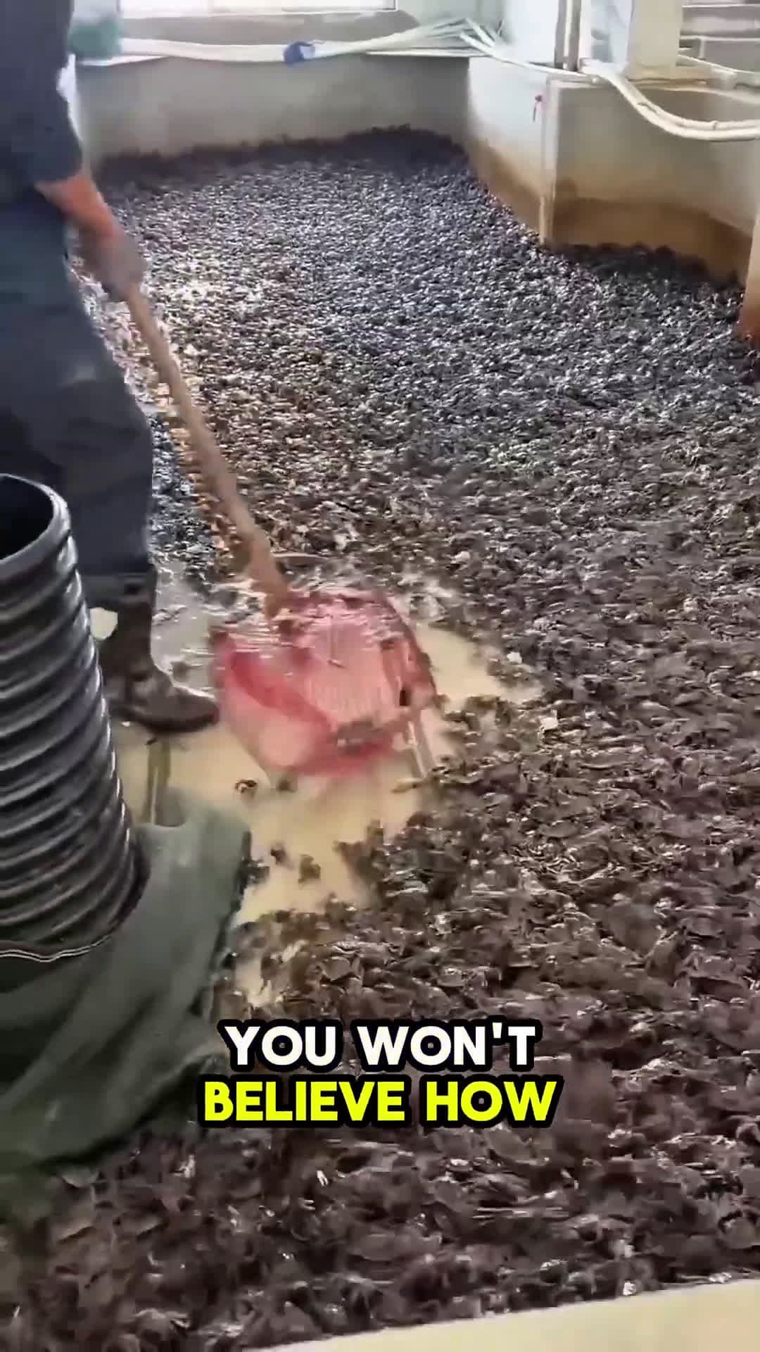 cover for How crab forming is turning Chinese into millionaire shortvideo crabs