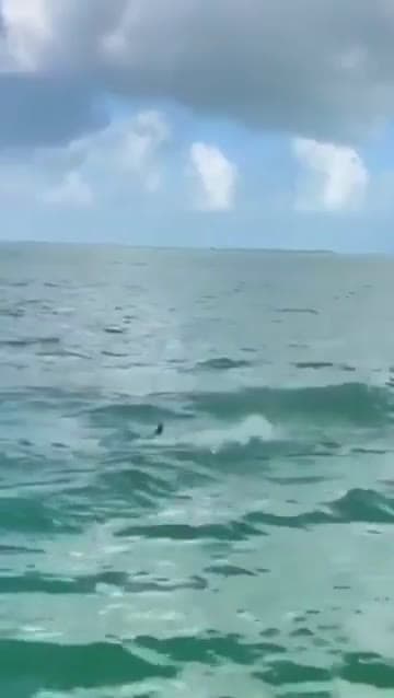 cover for Watch a dolphin toss a fish midair and a seabird snatch it perfectly! 🐬🐦 #NatureMagic #WildlifeWonder #AmazingCatch