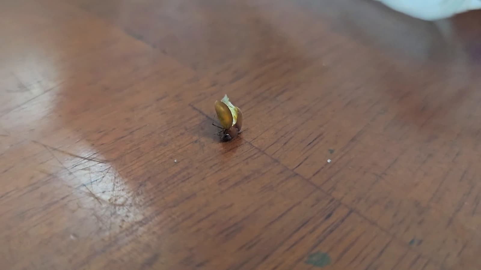 cover for When a mystery bug gives you a surprise 😳🪲 #BugLife #CreepyCrawlies #Unexpected #Nature