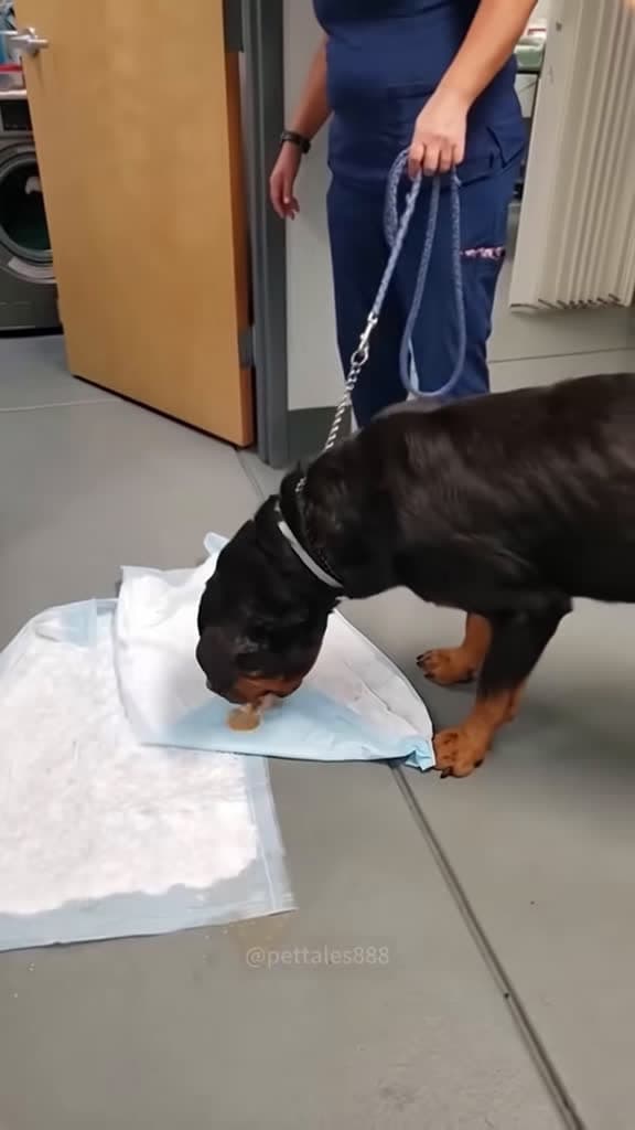 cover for You won’t believe what this dog found to eat! 😂 #FunnyDog #Dogs #FYP