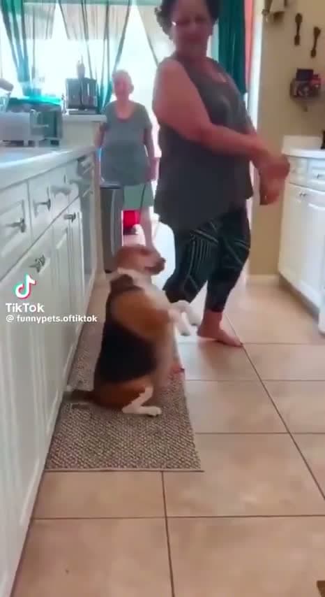 cover for The cutest dancing pups you can't miss! 🐾🕺 #DancingDogs #CutePets #FeelGood