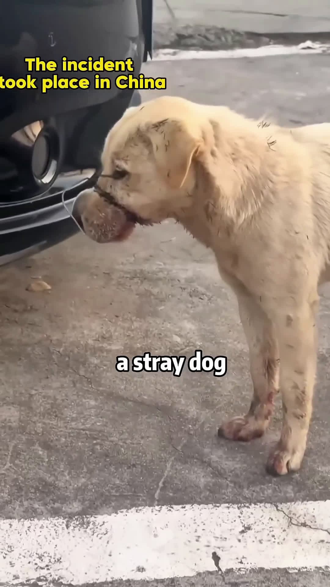cover for Stop Hurting Pups!✋🐶🚫 Why Abuse Innocent Floofs​​💔🙏 😭 #animals #rescue #dog #shorts #sadstory