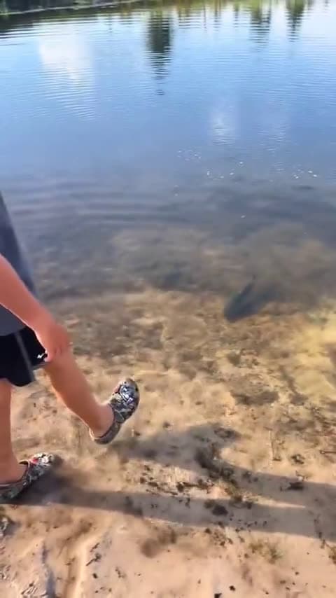 cover for When the fish becomes the fisherman! 🐟🎣 #PlotTwist #FunnyFish #FishingFail