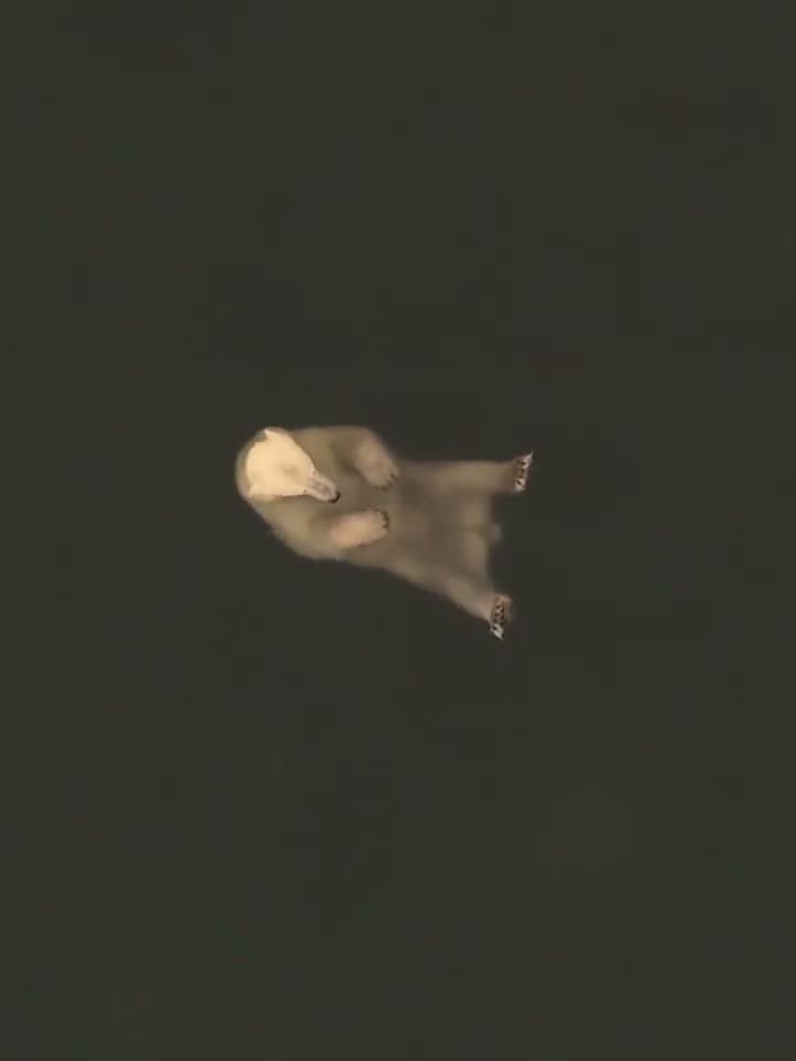 cover for Drone footage of a polar bear chilling and floating peacefully in the water 🐻‍❄️💧 #PolarBear #Wildlife #DroneFootage