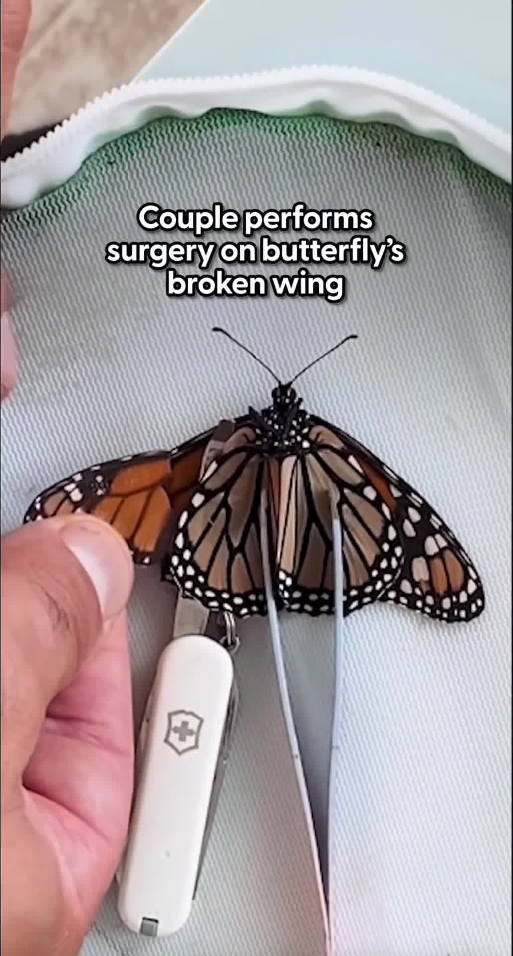 cover for Watch a butterfly's incredible wing transplant! 🦋✨ #NatureMiracle #Butterfly #WildlifeWonder