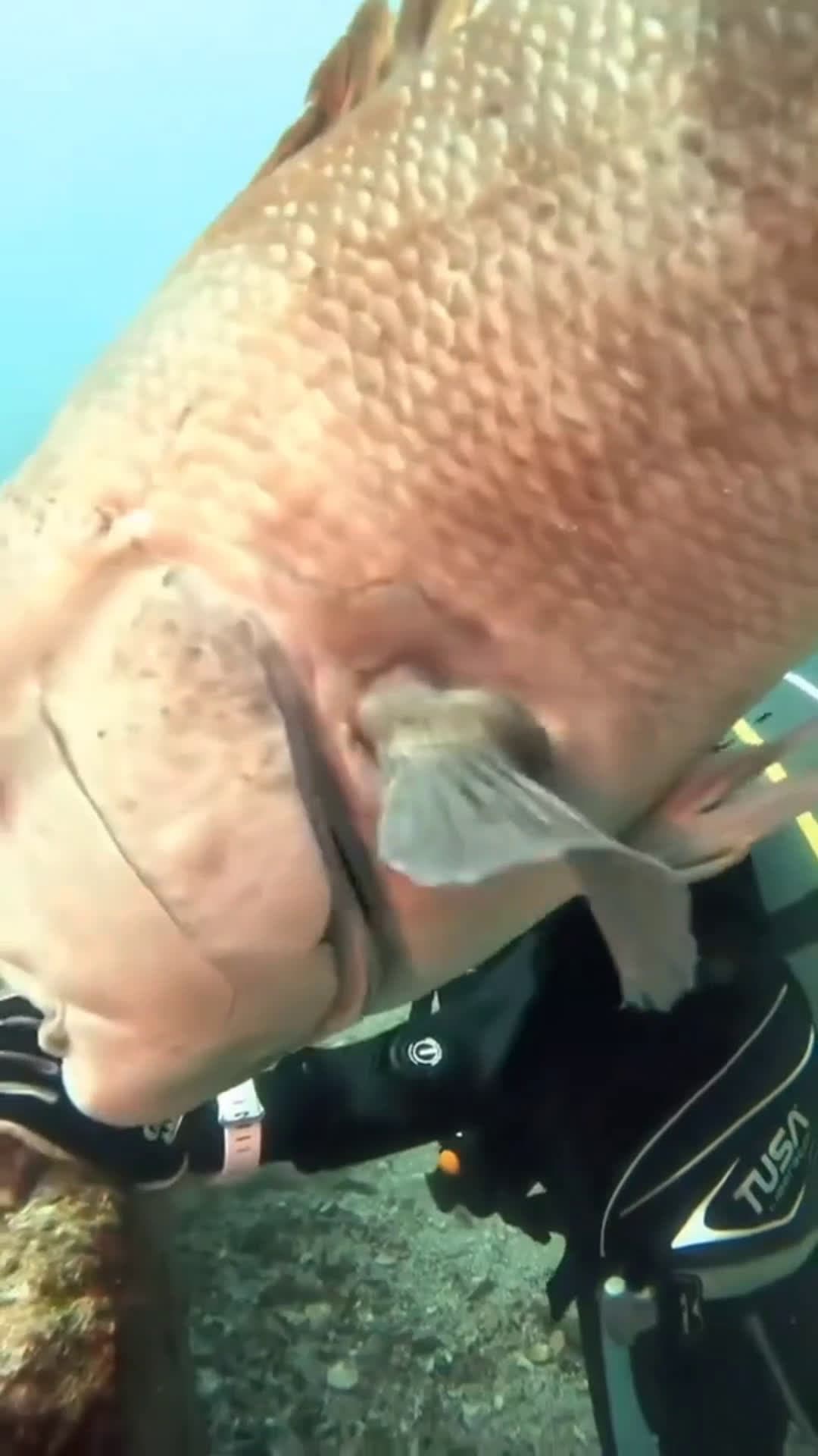 cover for 💥 Strange Fish 💥#interesting#sea#fish#omg