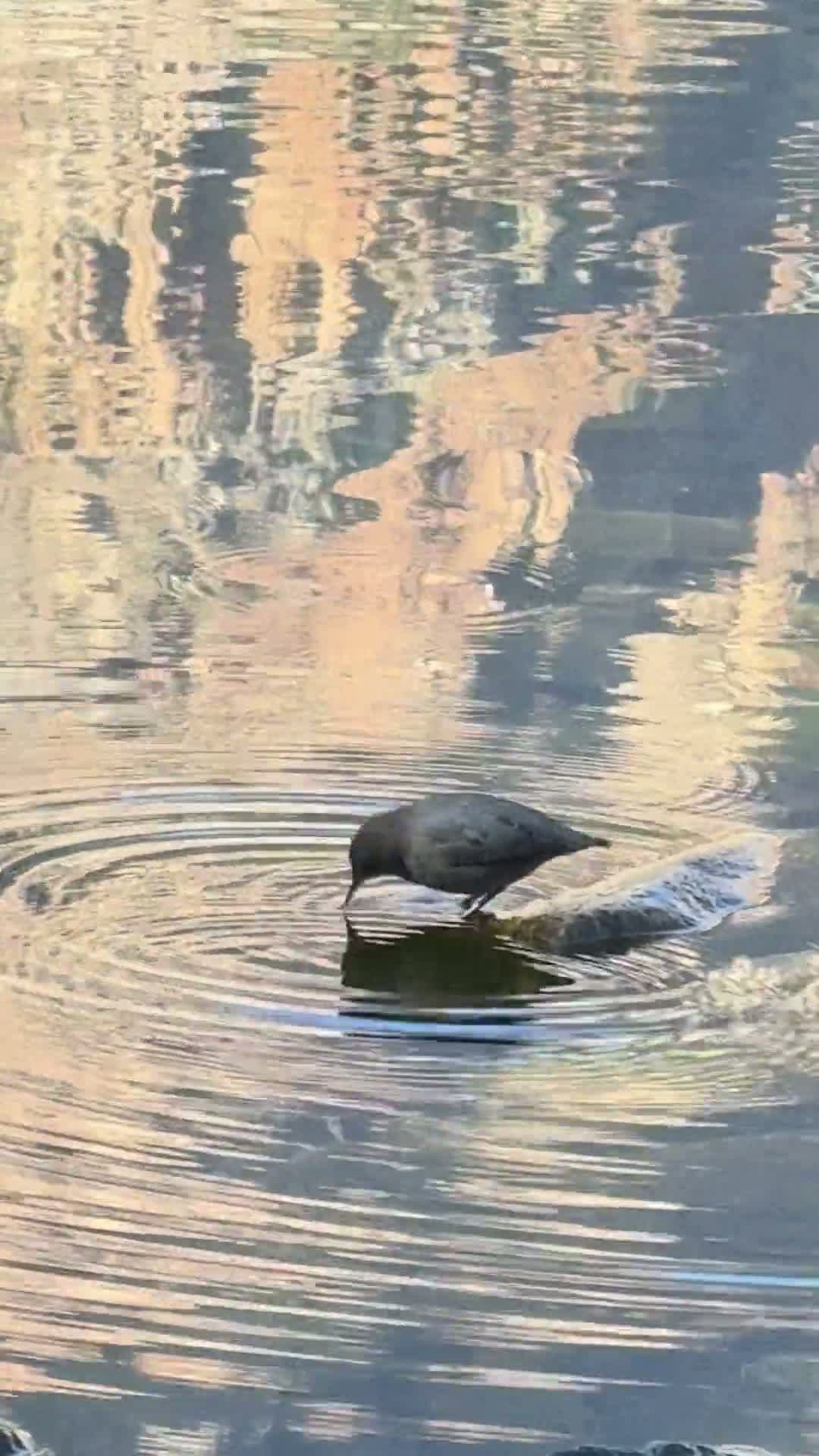 cover for Watch the amazing American Dipper dive into icy waters like a champ! ❄️🐦 #NatureWonder #AmericanDipper #BirdWatching