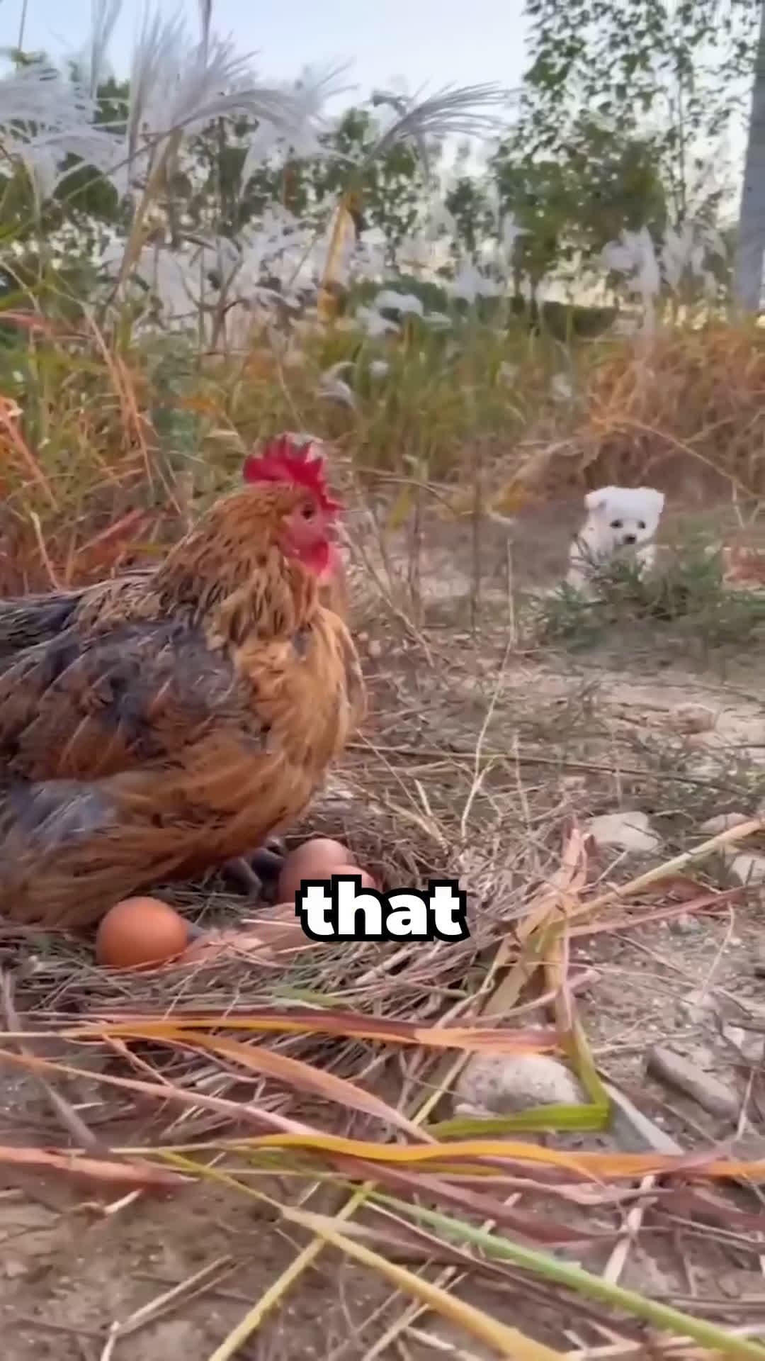 cover for This Dog Saved His Babies