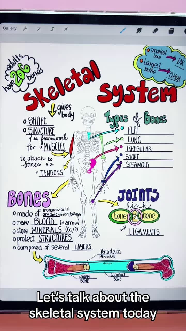 cover for Skeletal System Basics #skeletalsystem #anatomy #sciencetok #nursingschool #nursingstudent #medstudent #studytok #skeleton #study #anatomyclass #anatomylesson #anatomyandphysiology #anatomyteacher