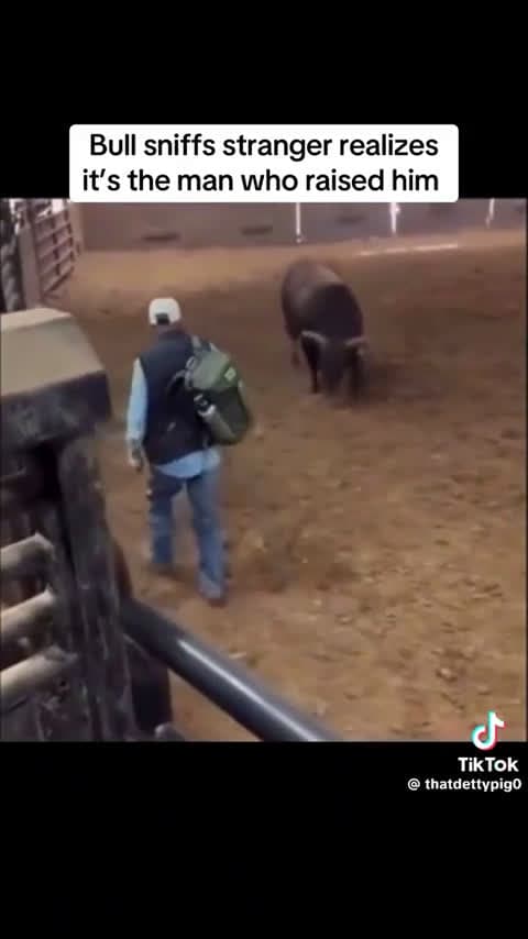 cover for Bull sniffs a stranger, realises it's the man who raised him — a heartwarming moment 🐂💗 #Bull #Heartwarming #AnimalBond #Reunion #Trust