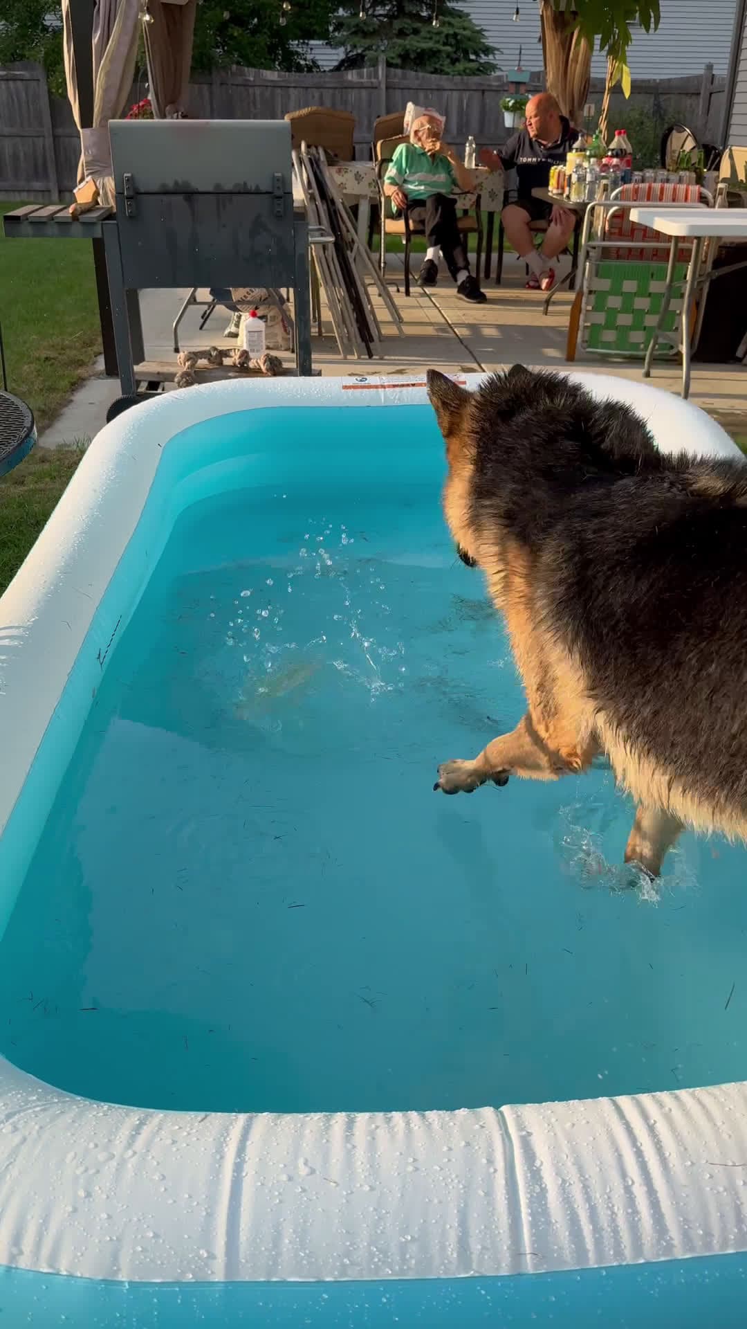 cover for Swim time  # dogs  #dogsoftiktok  #gsd  #germanshepherd  #ilovedogs