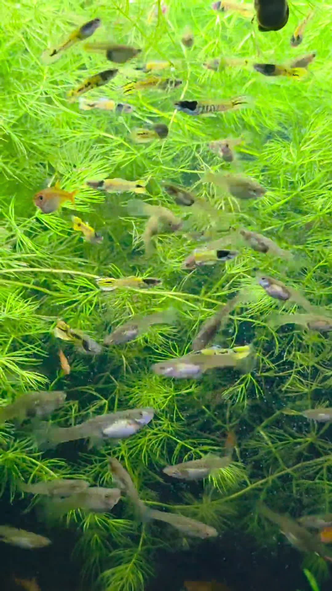 cover for Stunning 20 High Endler Fish Tank Setup! 🐠✨ #AquariumGoals #FishTank #EndlerFish #Aquascape