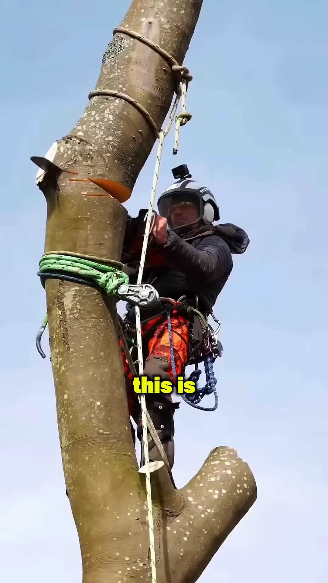 cover for The Rope Trick That Prevents Tree Disasters