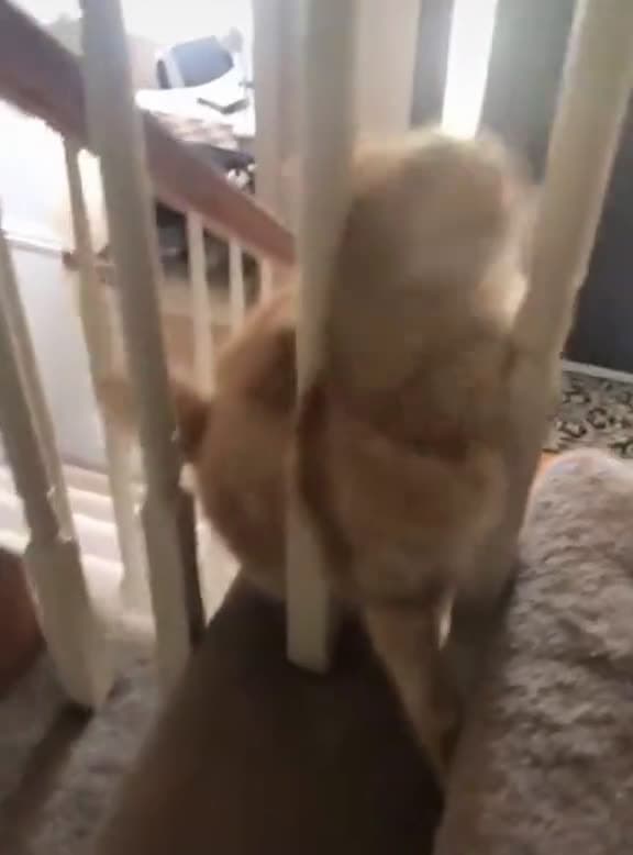 cover for Kittens should stay away from stairs #cat #cats #catlover #fyp #fouryou #foryourpage #funnyvideo