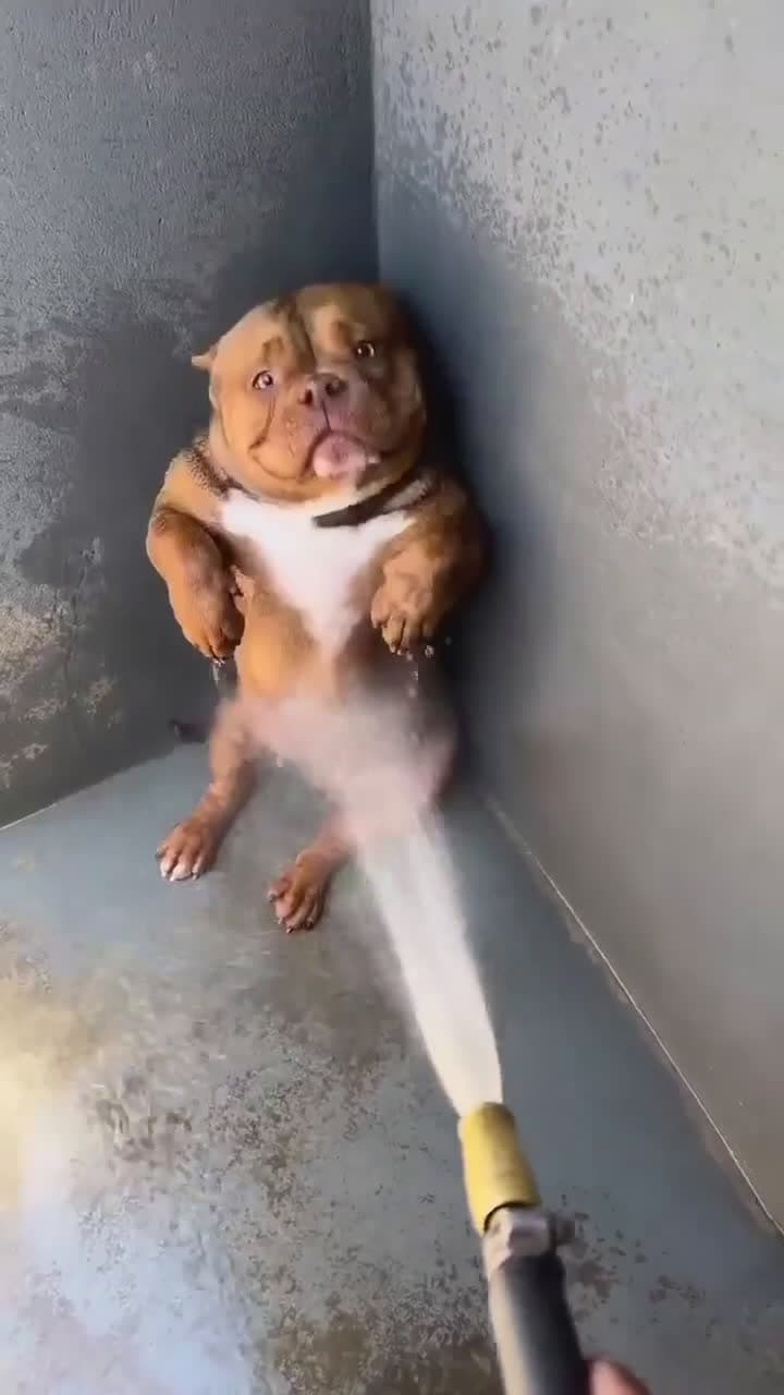 cover for This dog just discovered the power of the hose! 😂💦 #FunnyDog #DogLover #WaterFun