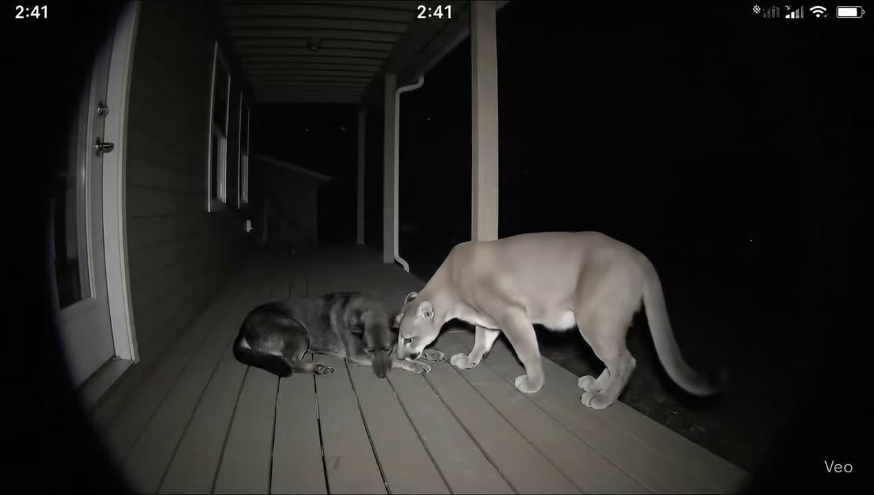 cover for A mountain lion walked right up to our dog at 2AM, sniffed him, then left. I'm in shock—what would you do? 😳🐾 #MountainLion #BackyardWildlife #NightSighting #DogSafety