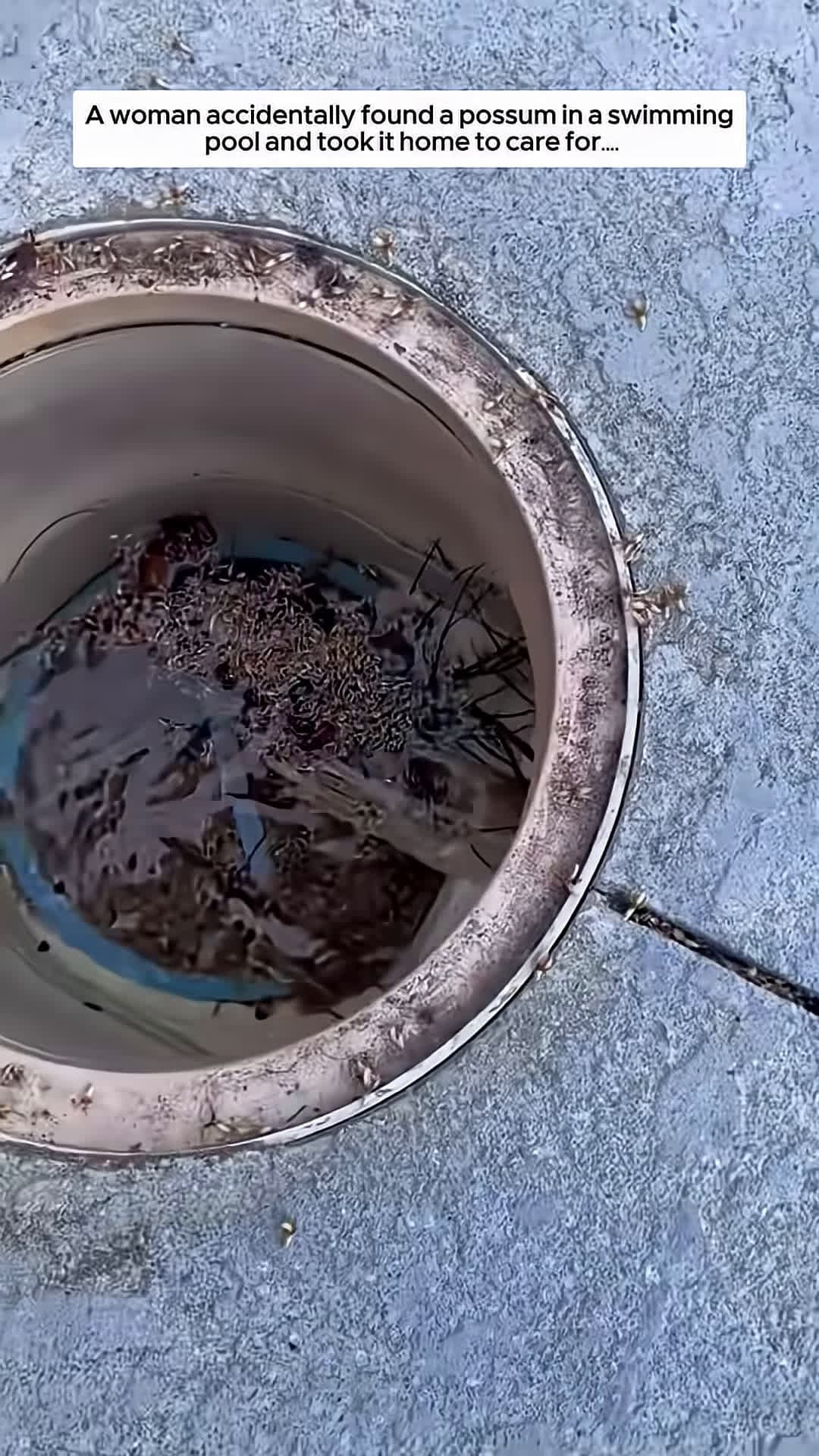 cover for A woman accidentally found a possum in a swimming pool and took it home to care for animalshorts