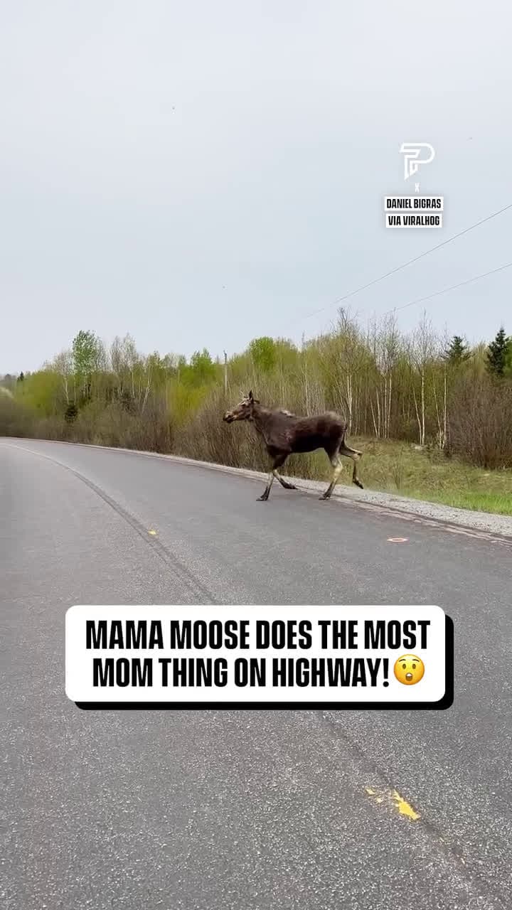 cover for Just your average morning moose commute#UnpopularOpinion #CaughtOnCamera