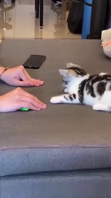 cover for Follow for more cat videos