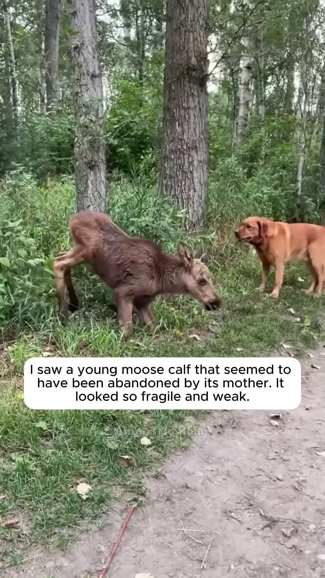 cover for I found a reindeer that had been abandoned by its mother, so weak that it couldn't even stand up