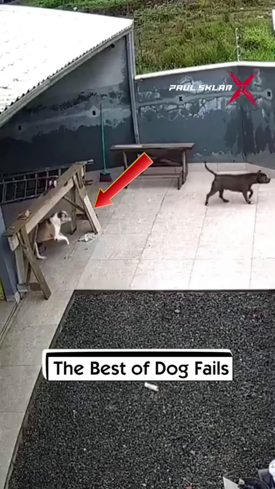 cover for The Best Of Dog Fails