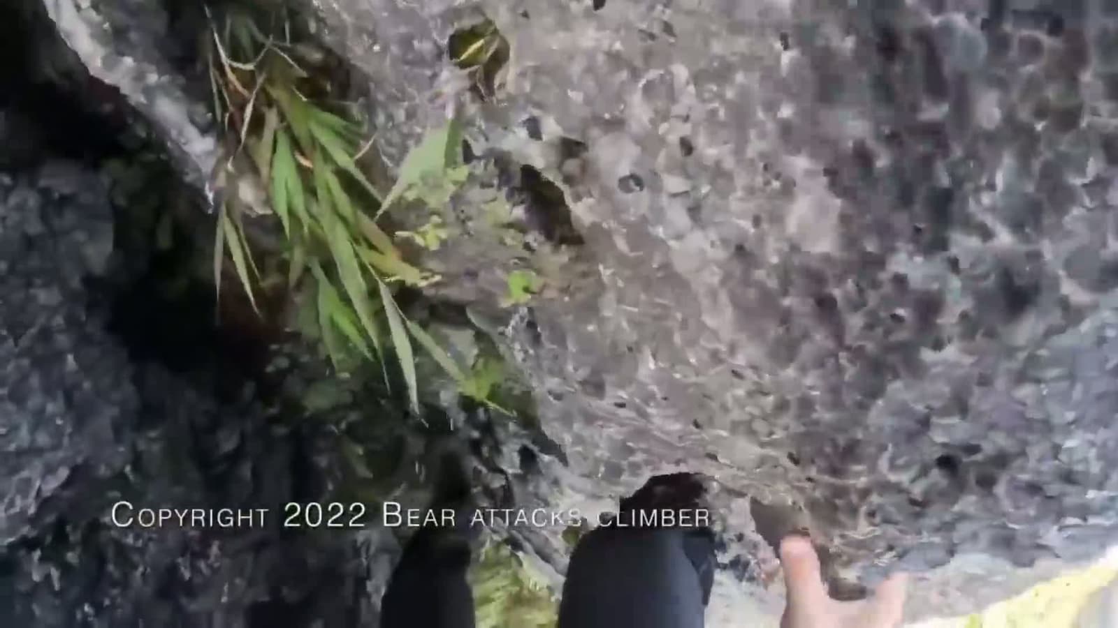 cover for Bear attacks mountain climber  #caughtoncamera  #firstvideochallenge  #follow  #trending  #foryou  #outdoors  #animals  #bestoutdooradventure  #explore  #goviral  #horror 