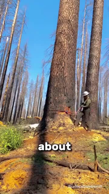 cover for The Most Satisfying Sound urlocallumberjill