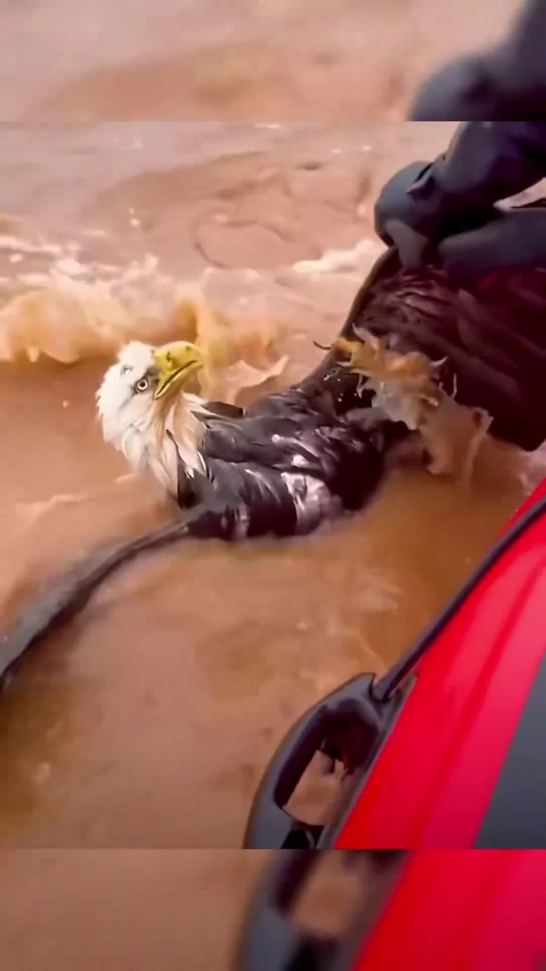 cover for They rescued an Eagle caught in a rivers rapids. #FavMovieClip