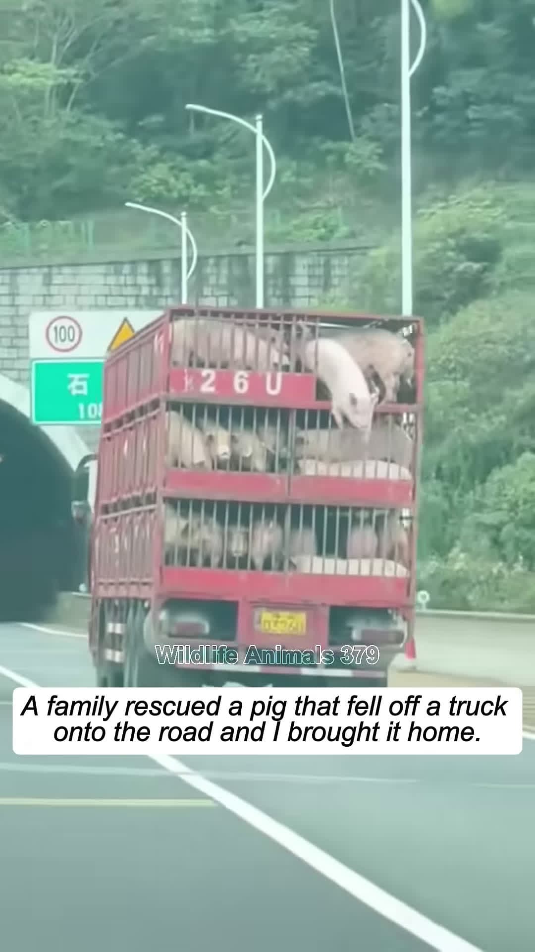 cover for A family saved a pig that fell off a truck onto the road and I brought it home pig babypig short