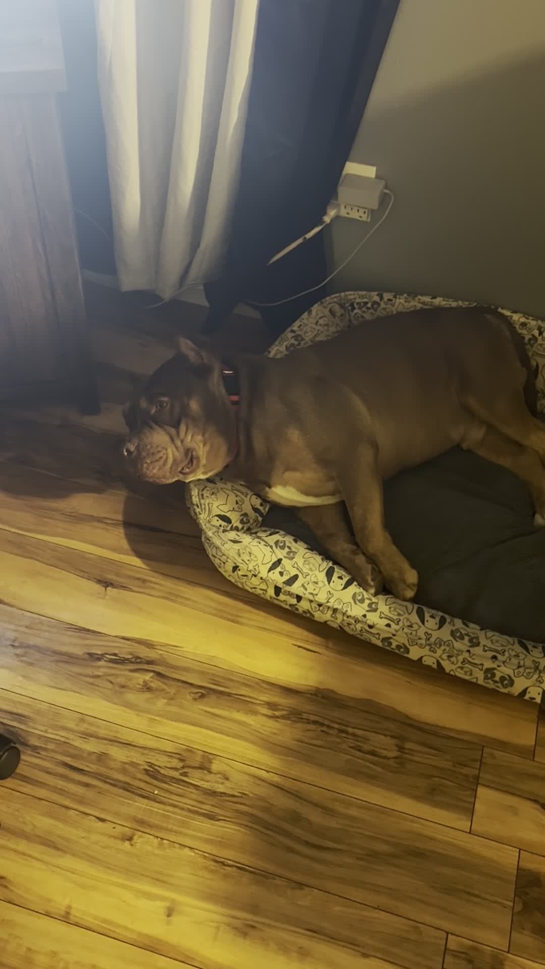 cover for #FirstVideoChallenge  #myfurbaby