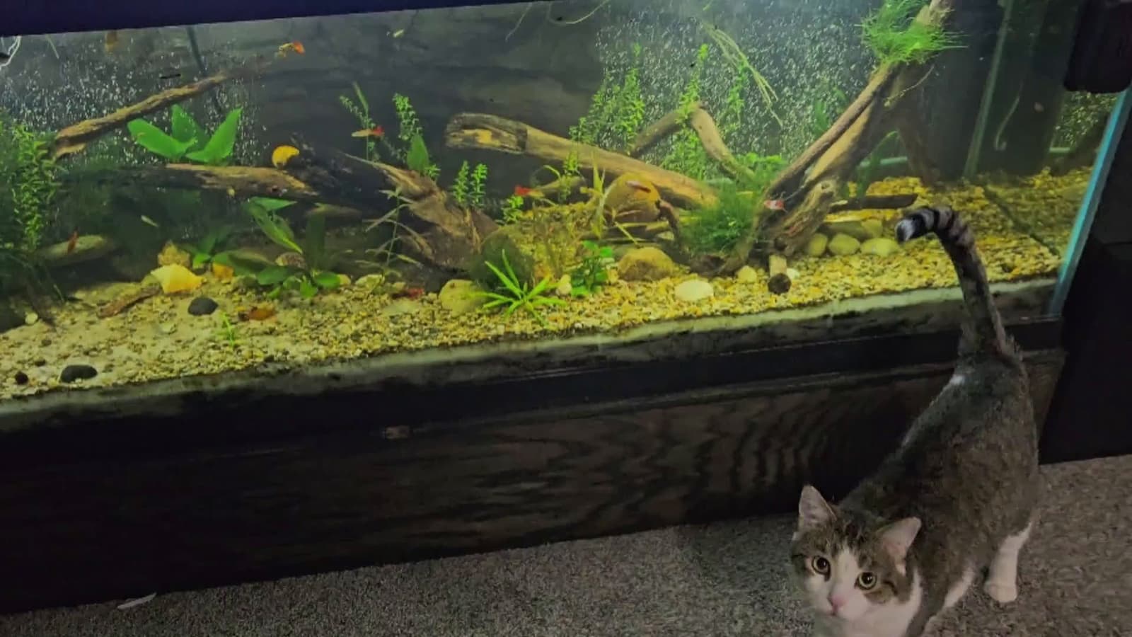 cover for How can I make my 125-gallon tank even better? 🐟 #FishTank #AquariumGoals #Aquascape