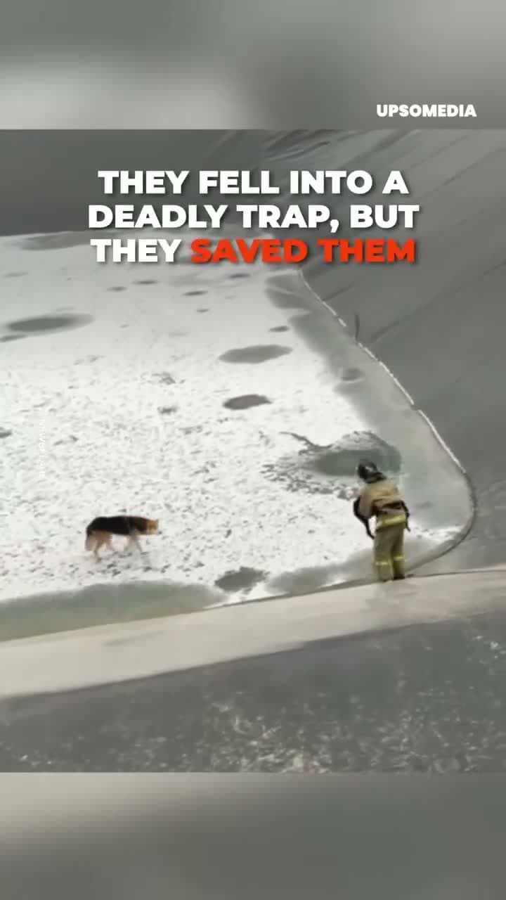 cover for Firefighters rescue dogs trapped in reservoirGeomembrane reservoirs are every animal's nightmare, because 93% of the time it ends in trαgedy.