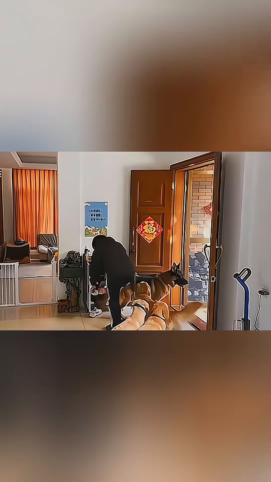 cover for The end 😂 #pet #cat #dog #cute #animals #foryou #typ