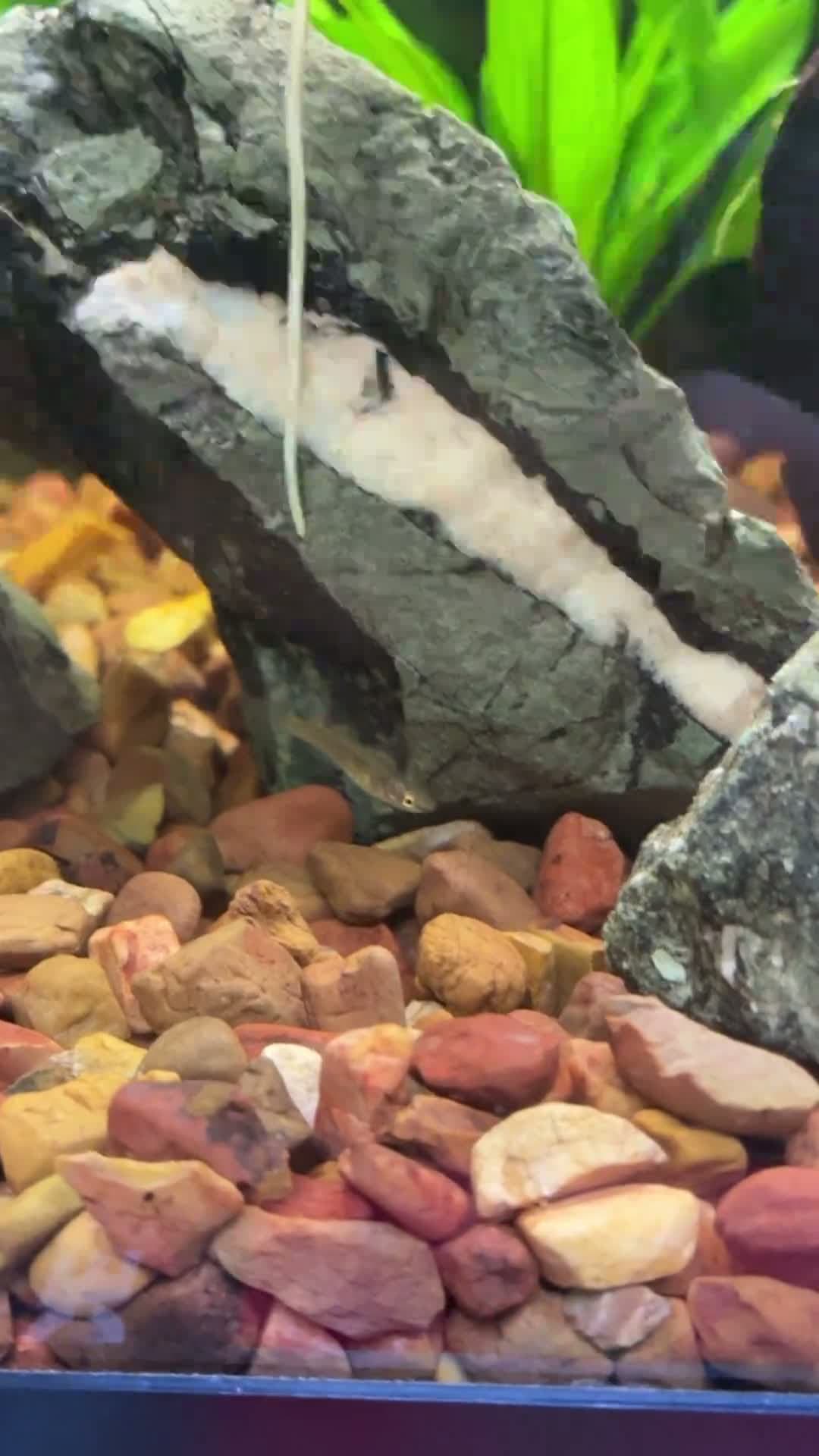 cover for Can you guess what kind of fish Roger is? 🐠 #FishID #PetFish #AquariumLife