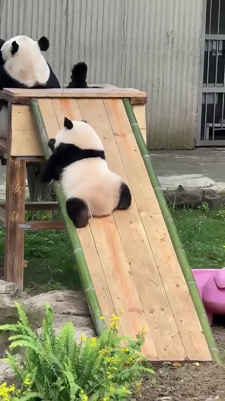 cover for Are pandas the exception to survival of the fittest? 🐼 #Pandas #Wildlife #NatureFacts