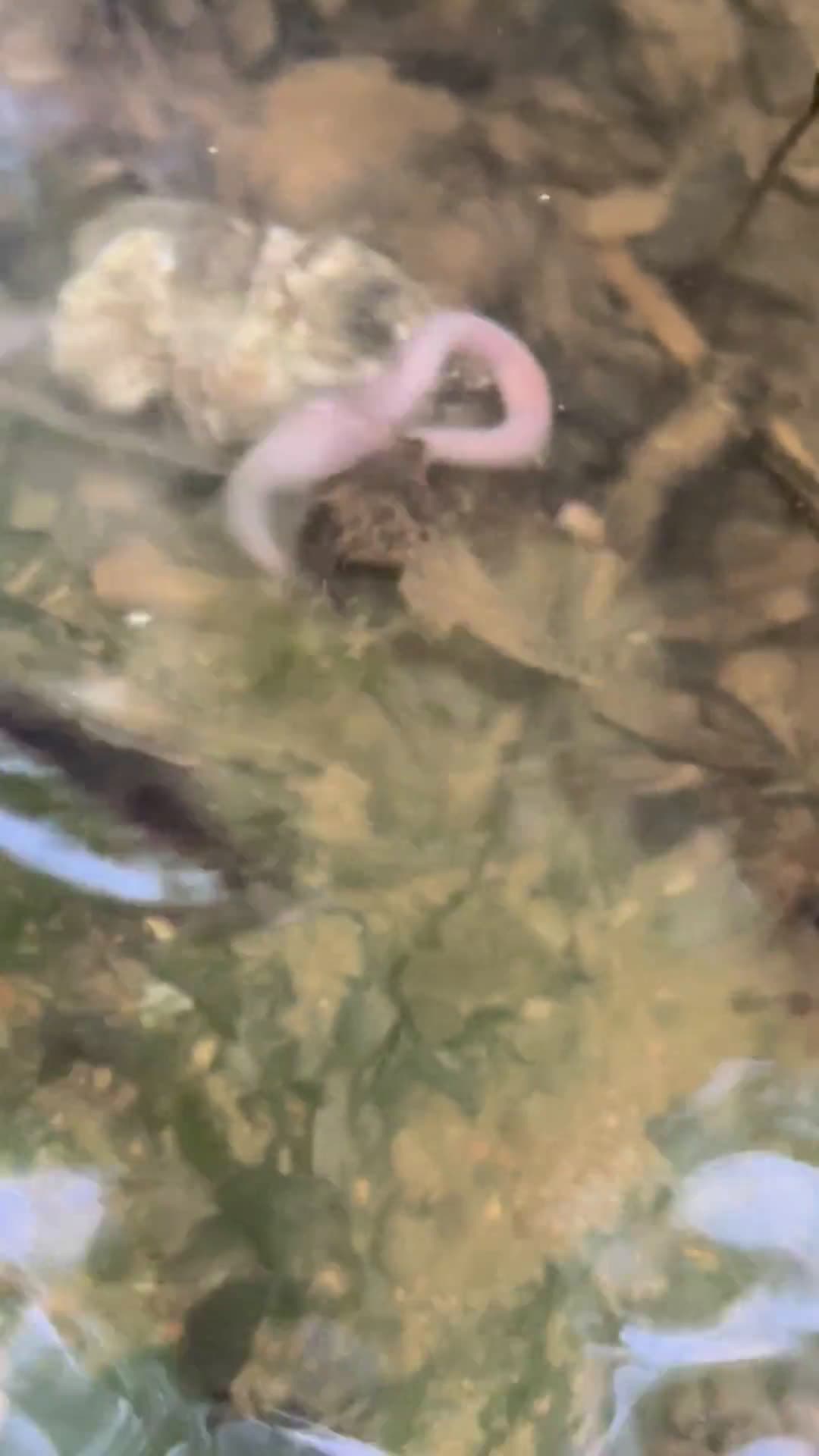 cover for Watch this worm hunt water-dwelling bugs—nature’s tiny predator at work 🪱💦 #Nature #Wildlife #Insects #Predator