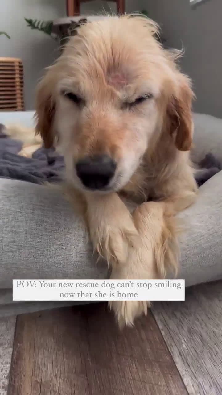 cover for Thank you to the hero who rescued her — this will melt your heart 🙏 #HeroMoment #Rescue #Heartwarming #Gratitude