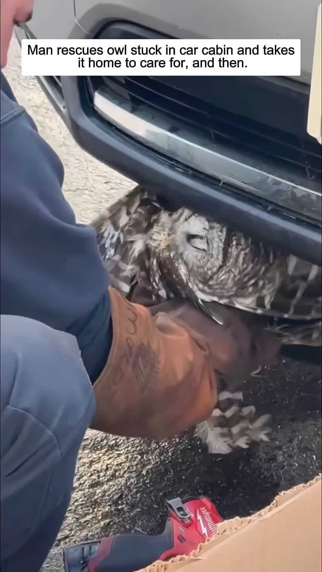 cover for Man rescues owl stuck in car cabin and takes it home to care for animalshorts