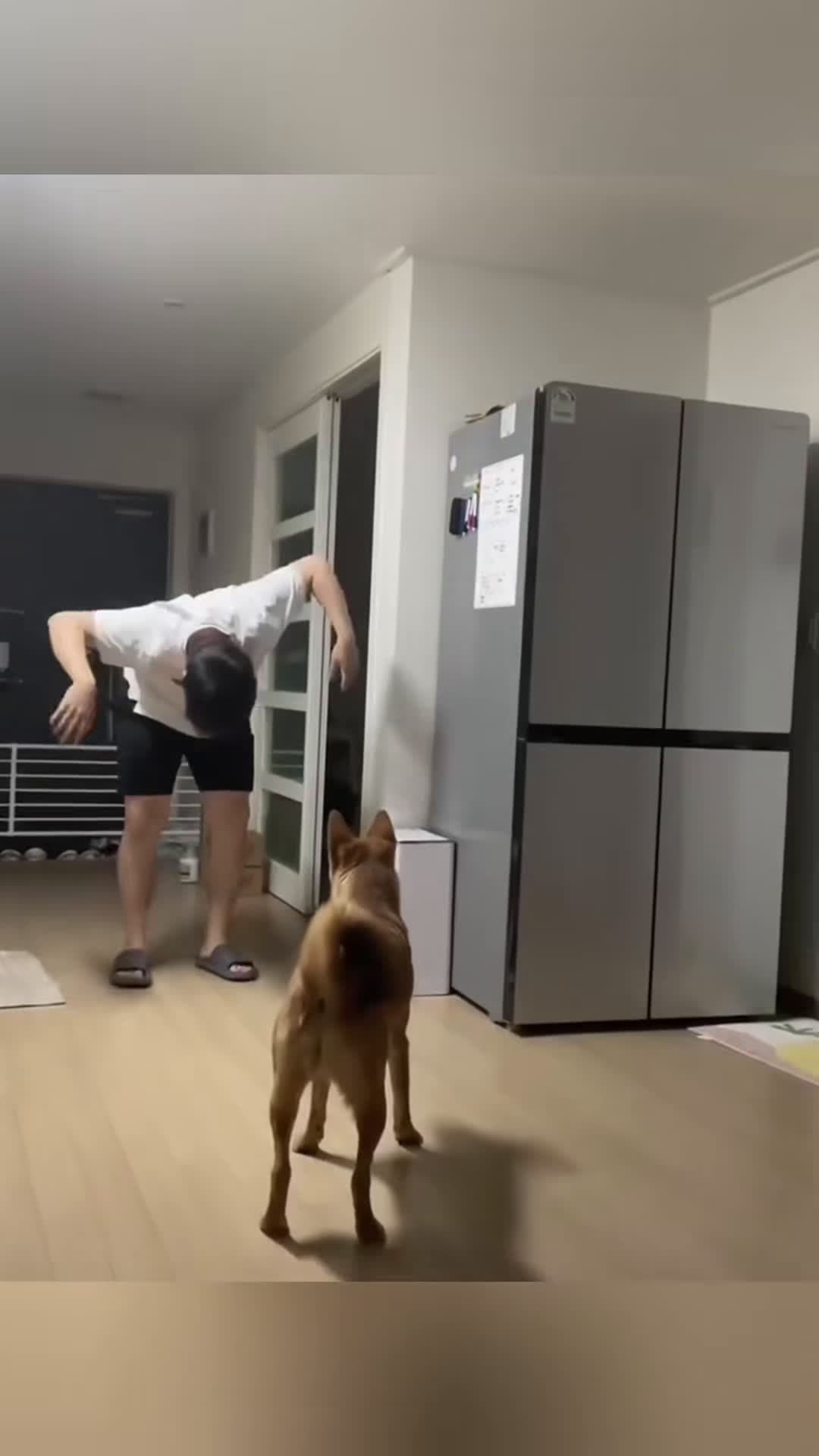 cover for People play pranks on dogs 🤣#pet #dog #dogsoftiktok #petsoftiktok #doglife #funny #funnydogs #dogs #animals