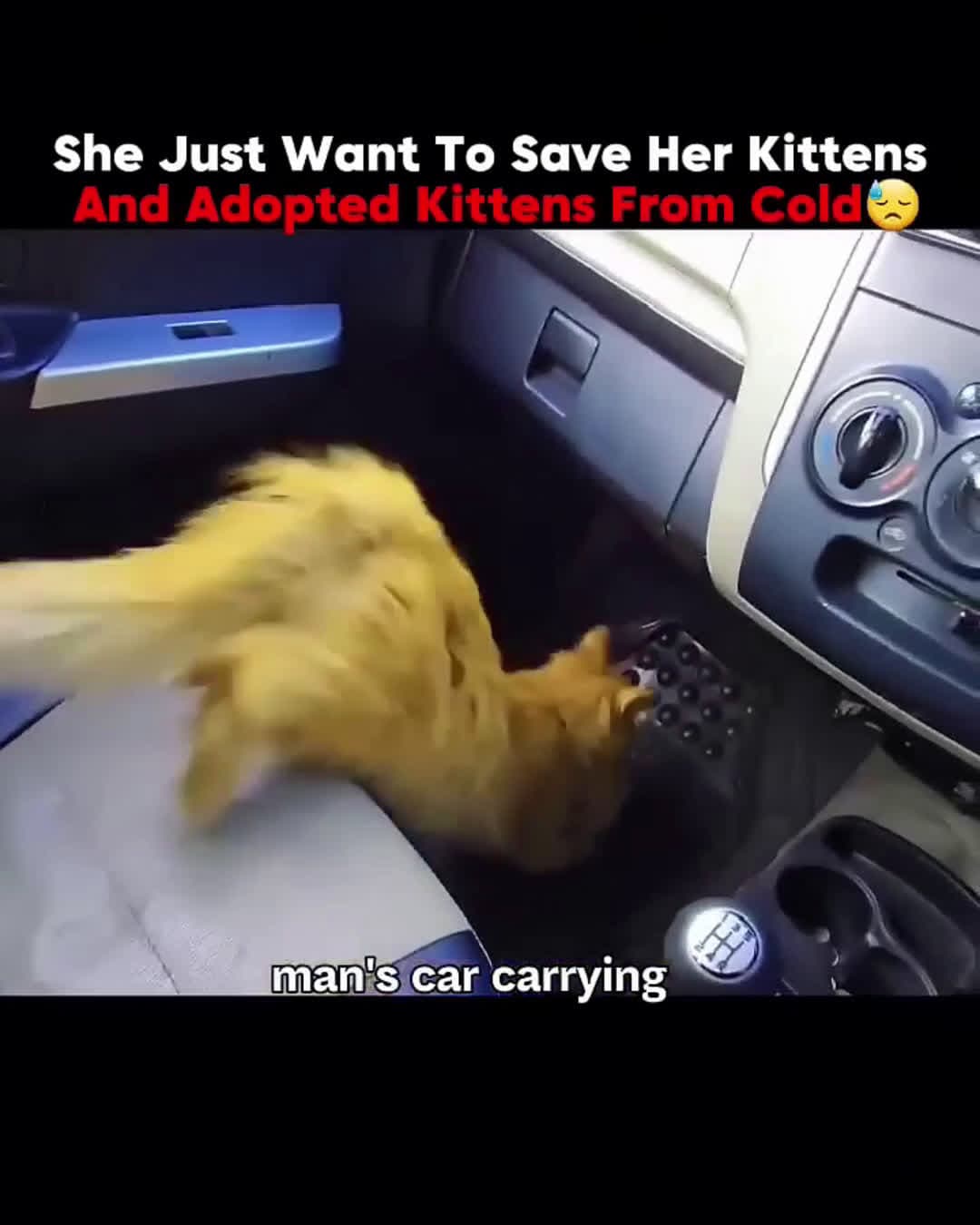 cover for She Just Want To Save Her Kittens 😓 #scoopzreels #scoopz 
