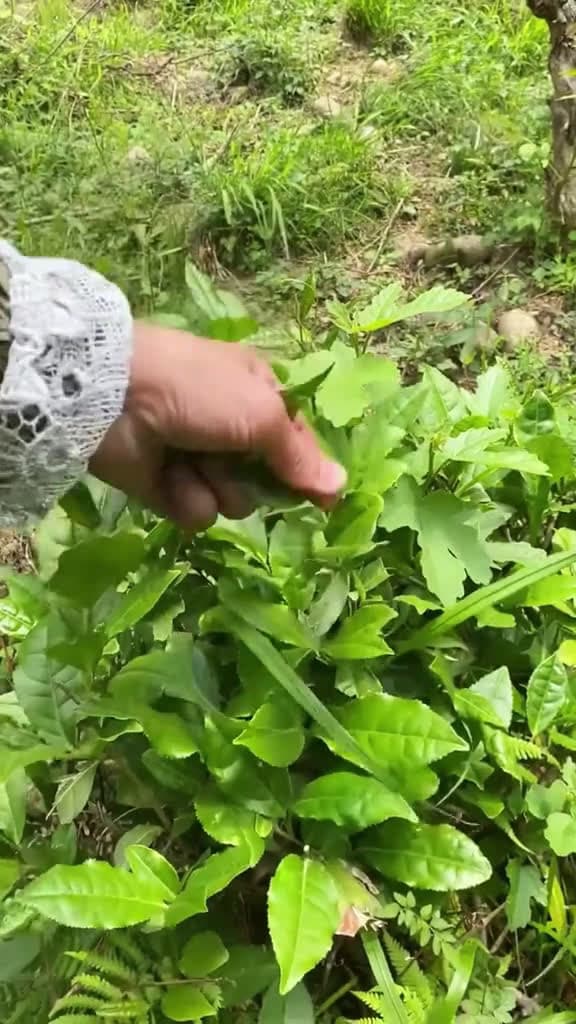 cover for Three survival skills🔥 #survival #outdoors #survivaltips #survivalskills #lifehack #skills #asmr #bushcraftsurvival #foryou #asmrvideo #learnontiktok #pocket #campingtips #campingskills #technique #us #uk
