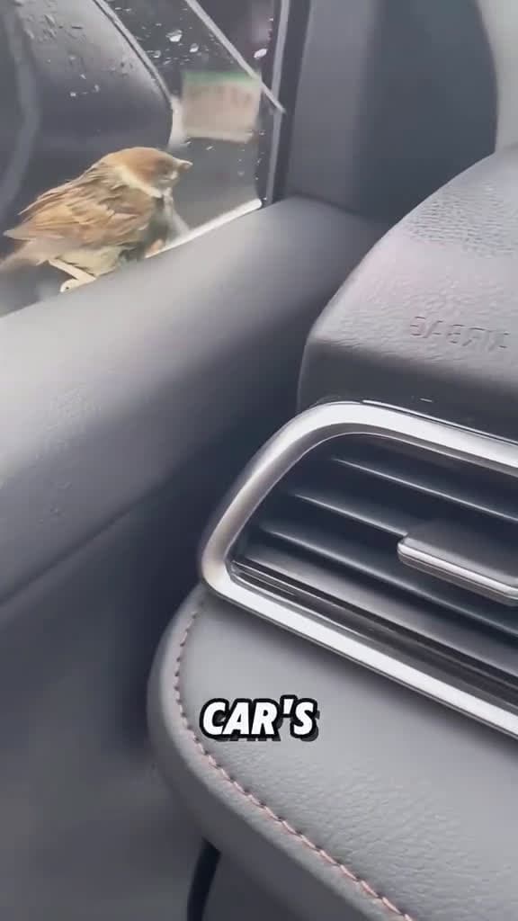 cover for A sparrow came into the car window#tiktok #foryou #fyp #viral #shorts #animals