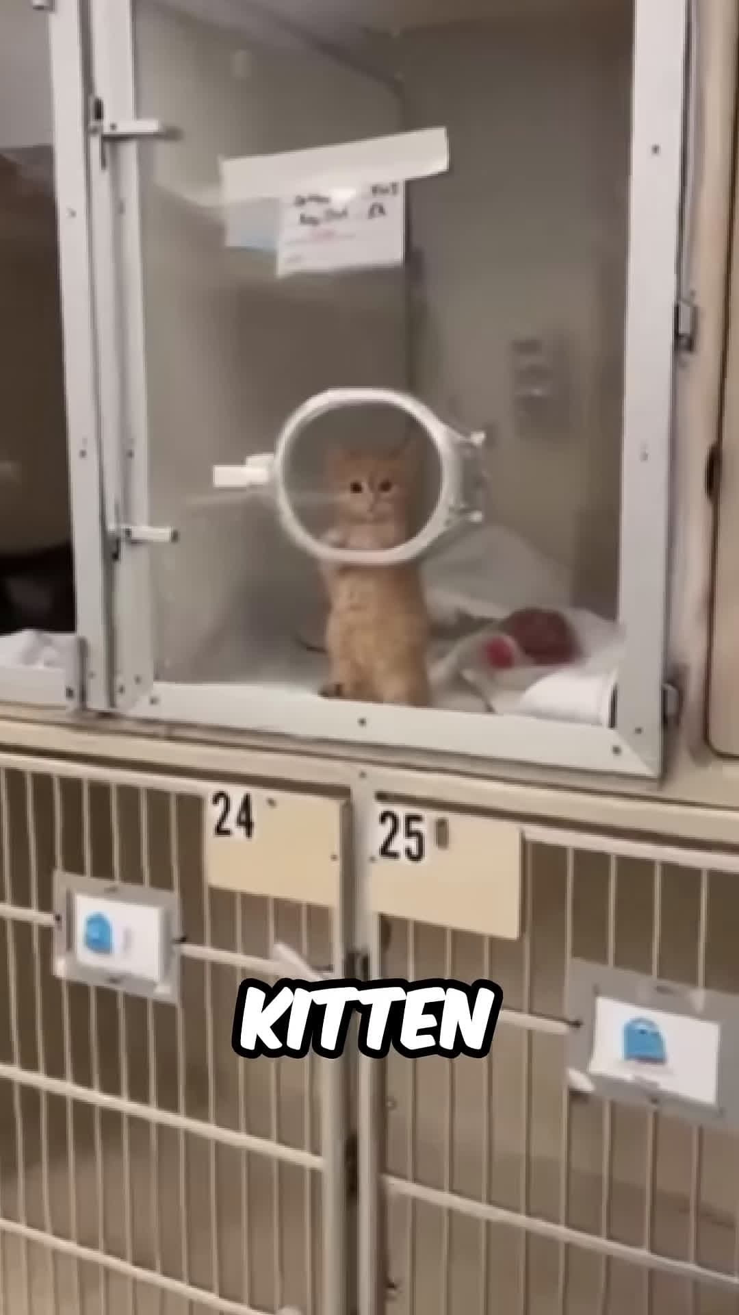 cover for Cute Kitten Is Full Of Hope