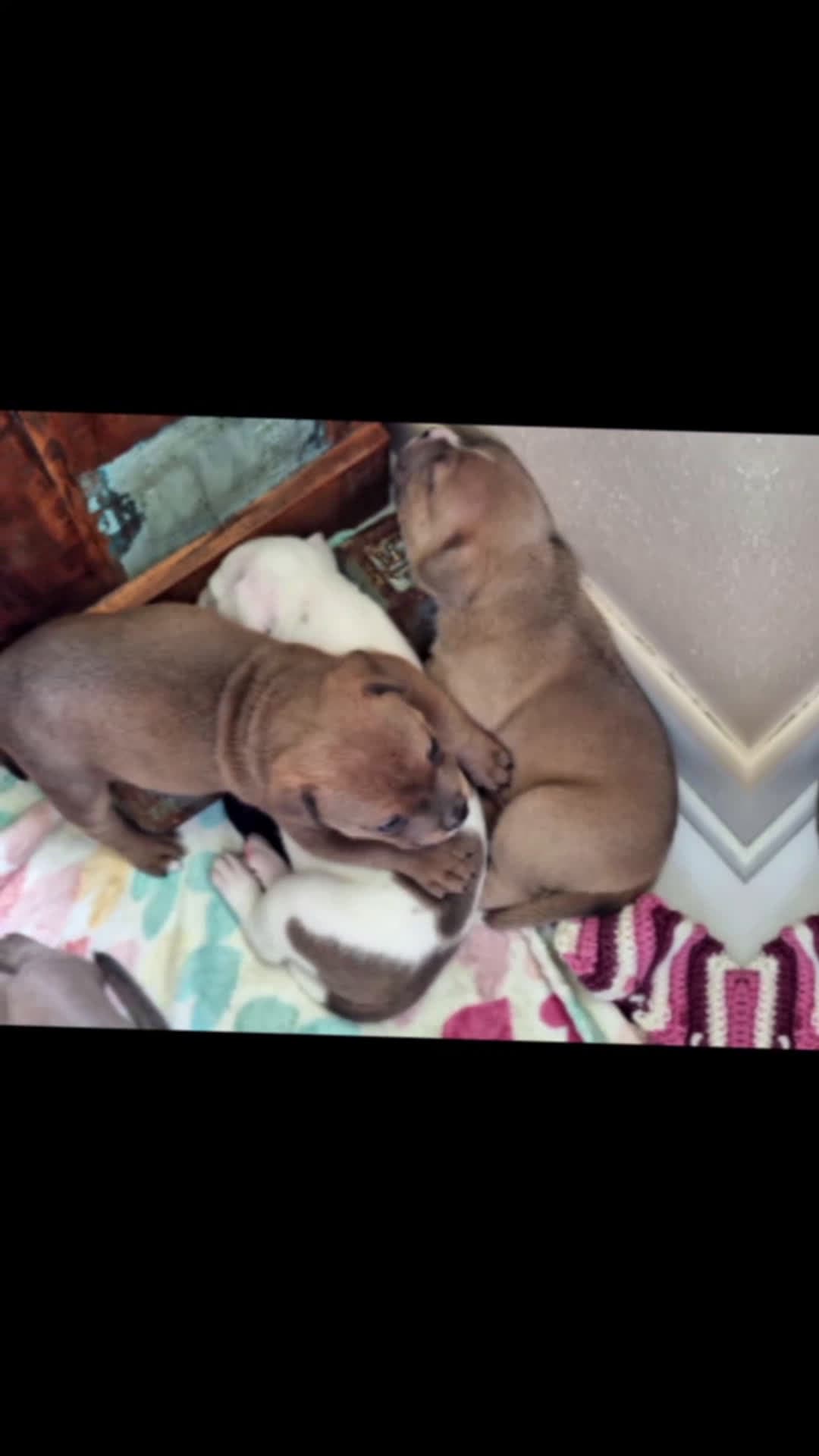 cover for A dog may be man's best friend, but a child's best friend is a puppy. ❤️💋#dog #pupsoftiktok #viral #love #fyp