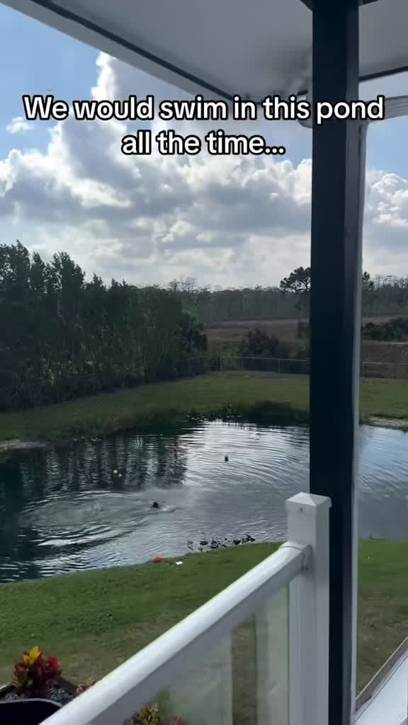 cover for When you spot this swimming in a Florida pond... 😳 #Florida #Alligator #PondLife