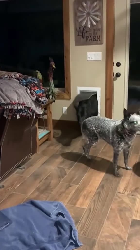 cover for The funny dog brought its good friend home. Haha #FunniestVideoOnMyPhone