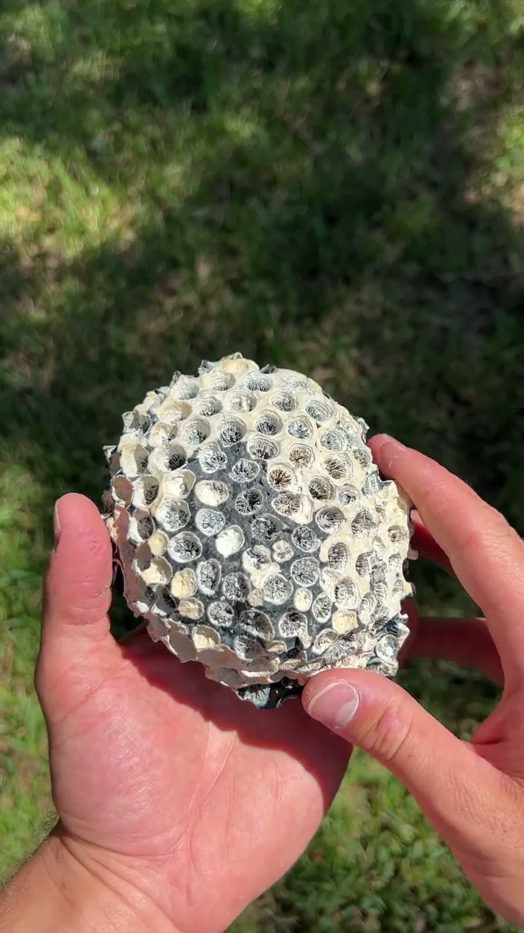 cover for Watch this stunning coral geode transformation from rough find to polished beauty! 🌊✨ #Geode #RockPolishing #MineralMagic