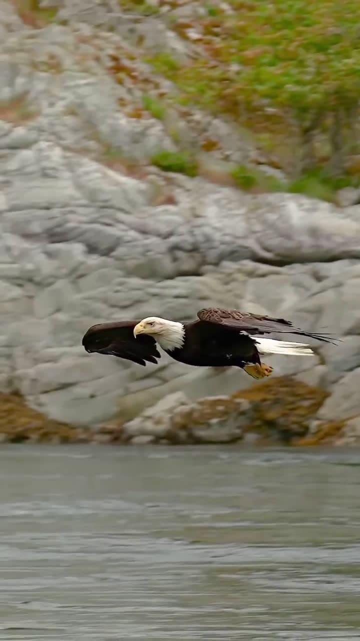 cover for Behold the badass bald eagle in full flight 🦅🔥 — raw power of the wild #BaldEagle #Wildlife #NatureLovers #EpicNature
