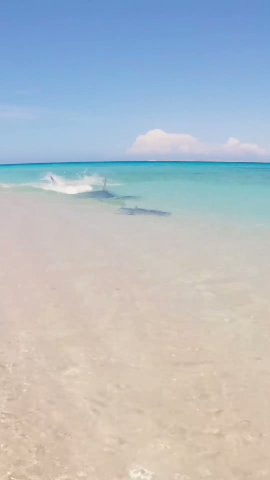 cover for OMG maybe its time to get out of the water shark sharkattack fishtok fishing sharks nature foryoupage