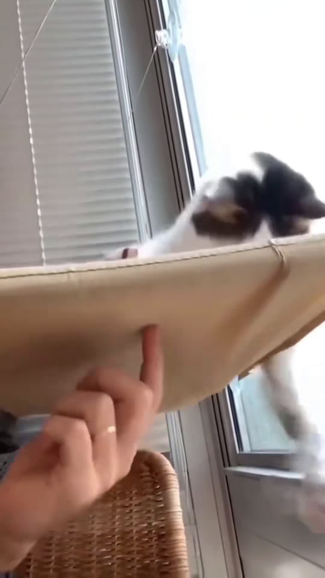 cover for cat slip. #funnyvideos #petsoftiktok #catlover #fyp #pet #funny #foyou